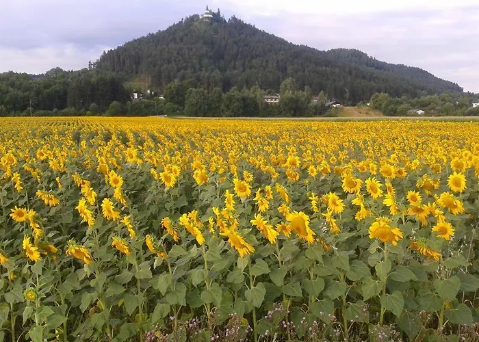 Roscher Appartement *